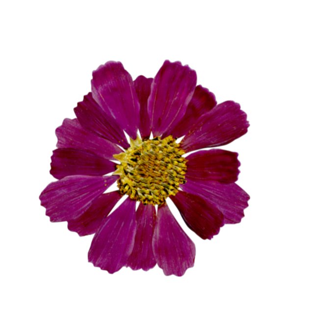 Invitation Fleurs séchées Aquarelle Douche nuptiale Invitatio (Créateur téléchargé)