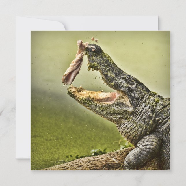 Invitation Gator Catching Lunch Wildlife Photography (Devant)