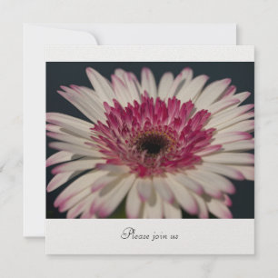 Invitation Gerbera