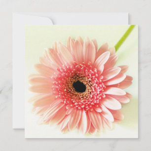 Invitation Gerbera marguerite