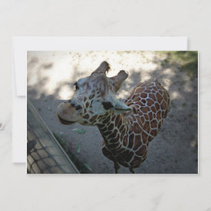 Invitation Giraffe