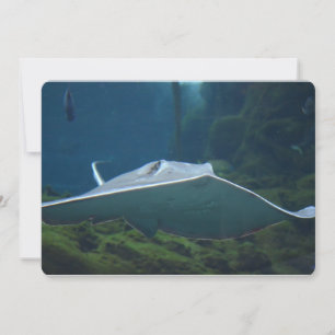 Invitation Grand Stingray