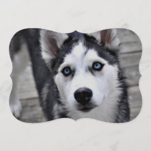 Invitation Husky de Sibérie