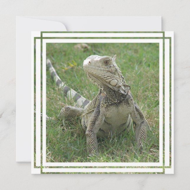 Invitation Iguana (Devant)