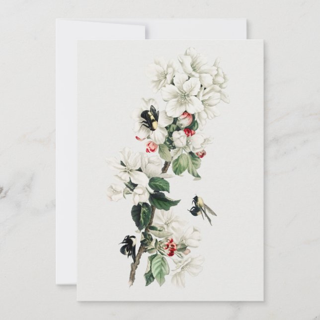 Invitation Illustration vintage Apple Blossom (Devant)