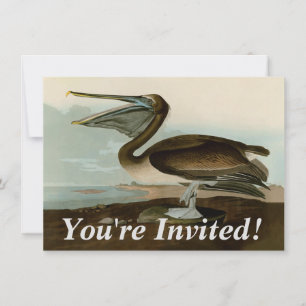 Invitation John James Audubon Peinture Pélicane Brown