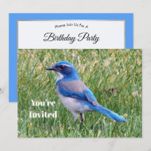 Joli Blue Scrub Jay Bird Photo Anniversaire