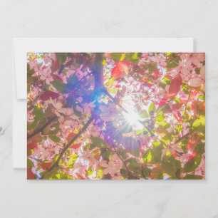Invitation La nature fleurit fleurs lumière fleur soleil