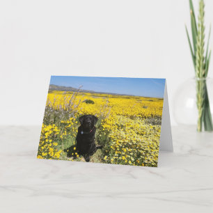 Invitation Labrador noir dans la fleur jaune Superfleur