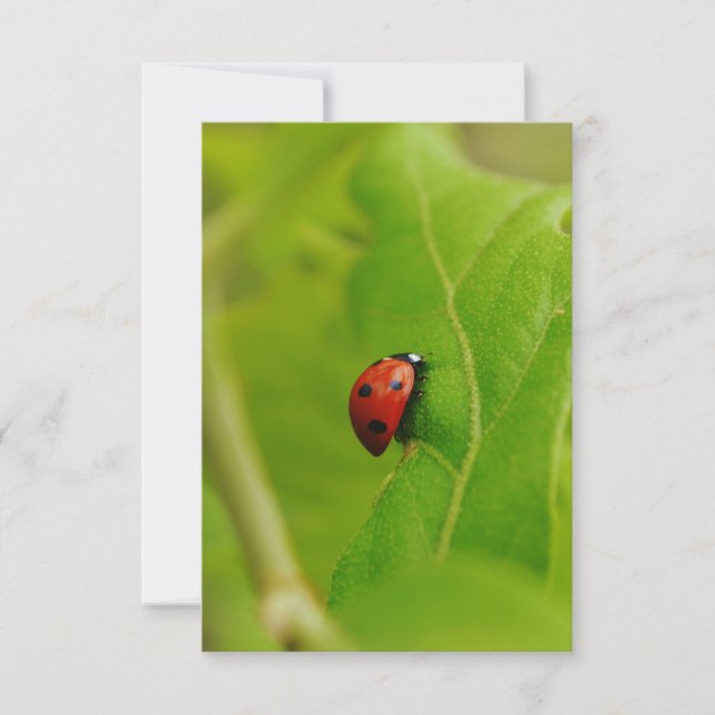 Invitation Ladybug Flat Birthday Card (Devant)