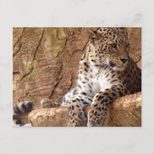 Invitation Leopard