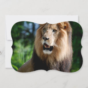 Invitation Lion asiatique d'Iran