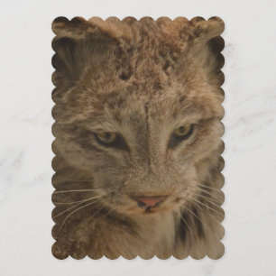Invitation Lynx impressionnant
