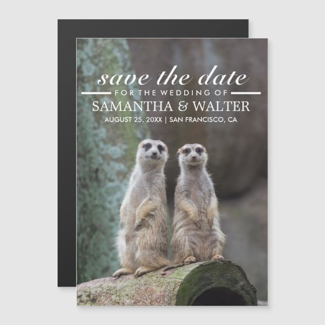 Invitation Magnétique Adorable Meerkats Drôle Expression Enregistrer La  (Devant / Derrière)