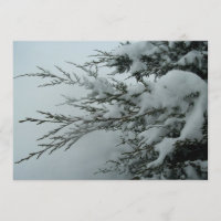 Mariage d'hiver Arbre À feuillage persistant avec