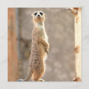 Invitation Meerkat à l'attention des internautes