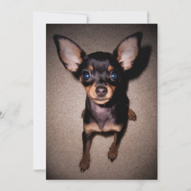 Invitation mini pinscher. (Devant)