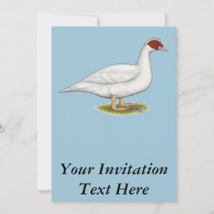 Invitation Muscovy blanc de canard