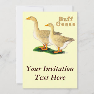 Invitation Oies : Buffs américains