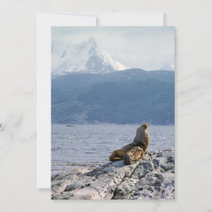 Invitation Otaries dans le canal beagle - Argentine