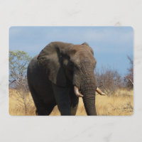 Pachyderme