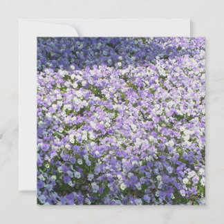 Invitation Pansy