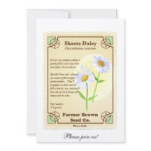 Paquet de graine de marguerite de Shasta