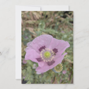 Invitation Pavot Rose Tendre en Fleur avec Abeille