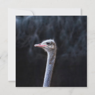 Invitation Photographie d'autruche