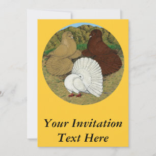 Invitation Pigeon Combo