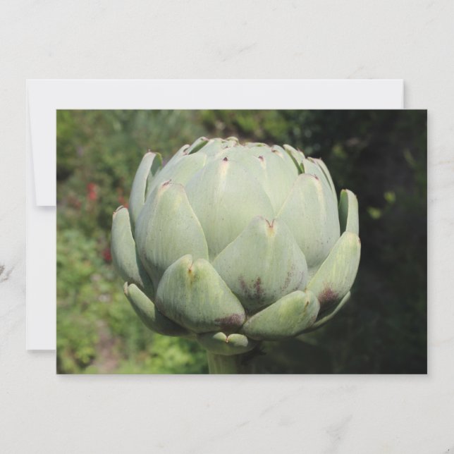 Invitation Plante d'artichaut. (Devant)