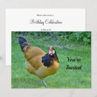 Poulet d'or et noir Vorwerk Photo Anniversaire