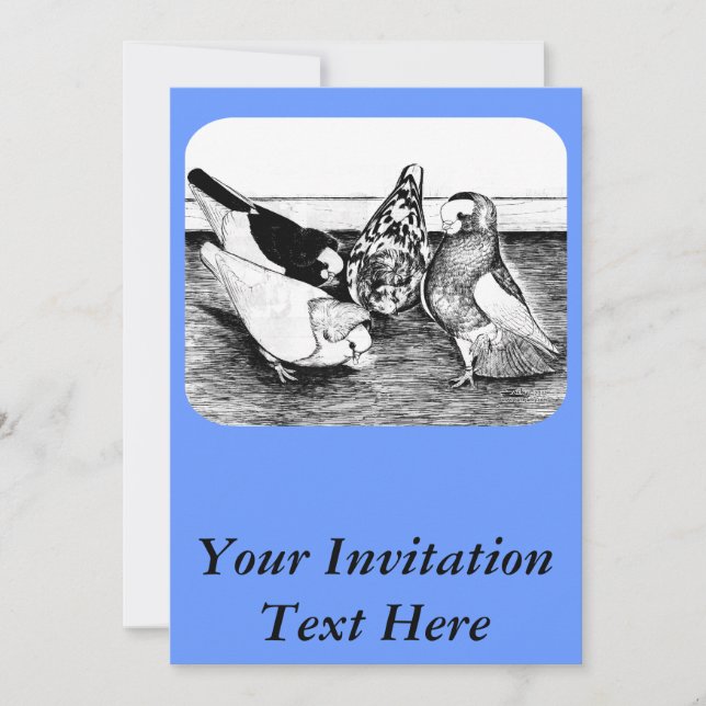 Invitation Quatuor Komorner Tumbler Pigeon (Devant)