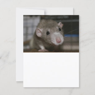 Invitation Rat curieux