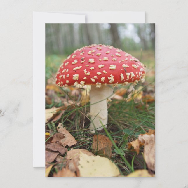 Invitation Red Fly Agaric (Devant)