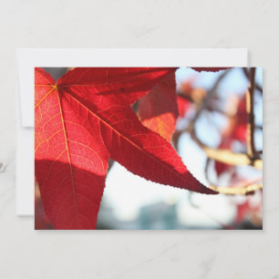 Invitation Red Maple Leaf