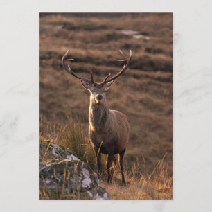 Invitation Red Stag