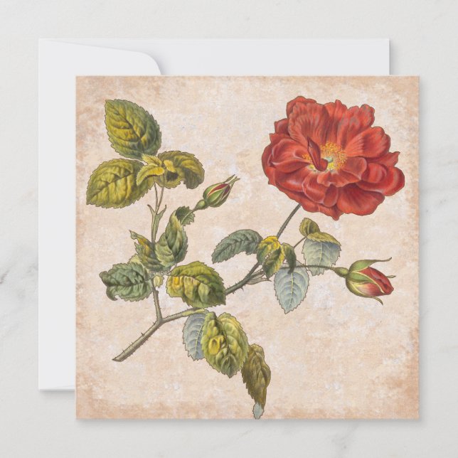 Invitation Rose vintage Botanique Anniversaire Garden Party (Devant)