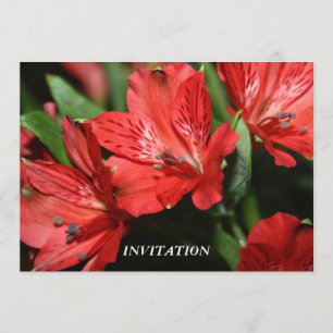 INVITATION rouge d'Alstroemeria