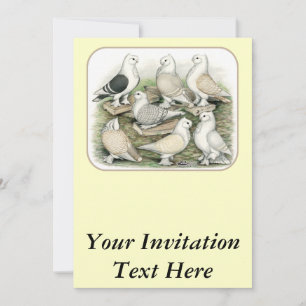 Invitation Satinettes de pigeons de frill classique