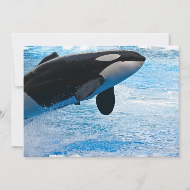 Invitation sautante de baleine (Devant)