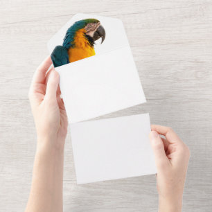 Invitation Tout En Un Perroquet