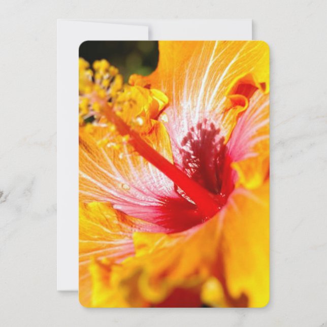 Invitation Vue latérale de l'Hibiscus orange (Devant)