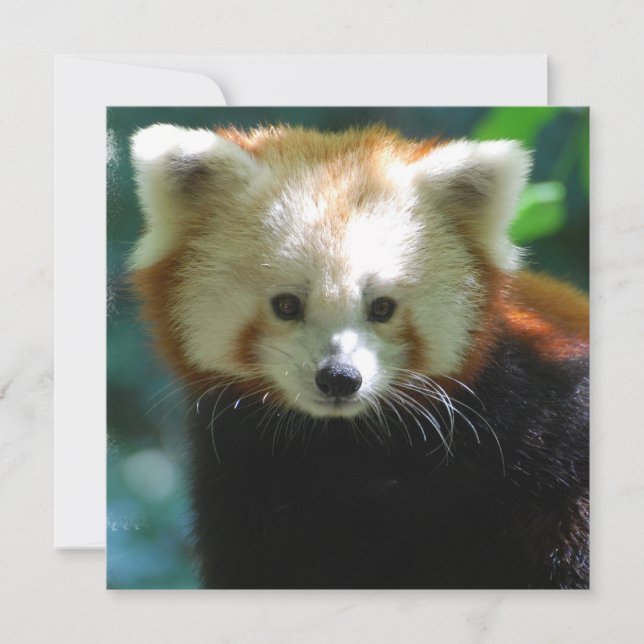 Invitations adorables de Red Panda (Devant)