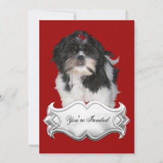 Invitations Chih Shitzu Shih Tzu Chiens Chiots Rou