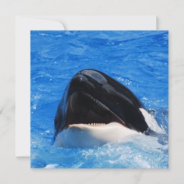 Invitations de baleines (Devant)