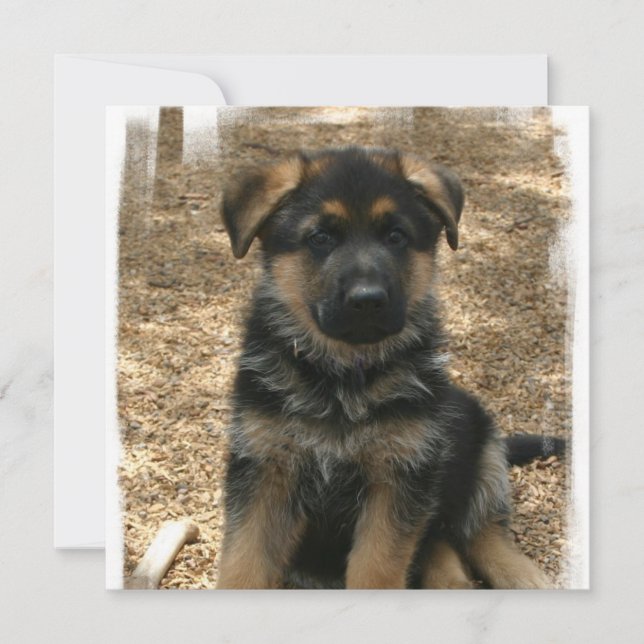 Invitations de chiots bergers (Devant)