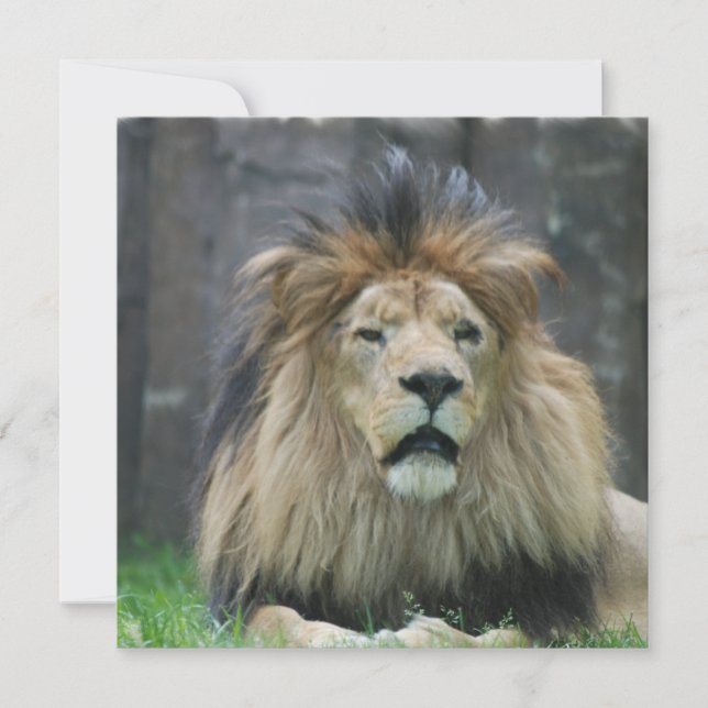 Invitations de lion (Devant)