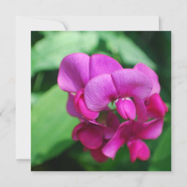 Invitations de pois doux (Devant)