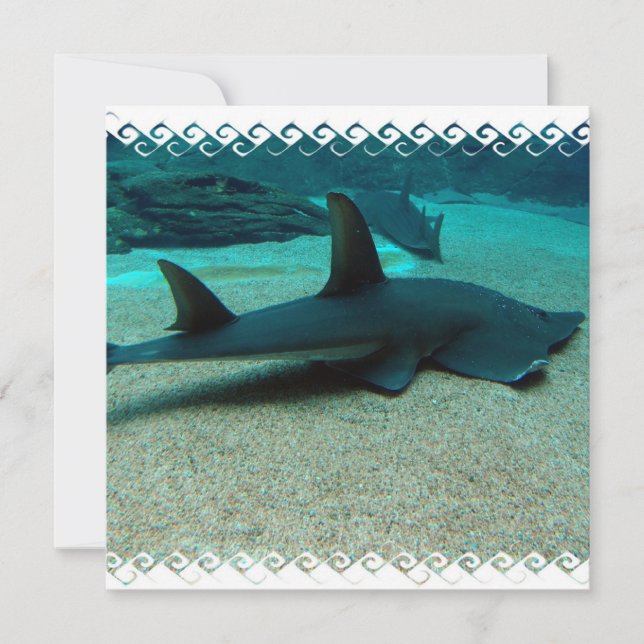 Invitations de requin de sable (Devant)